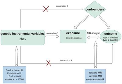 Evaluating the causal effects between Grave’s disease and diabetes mellitus: a bidirectional Mendelian randomization study